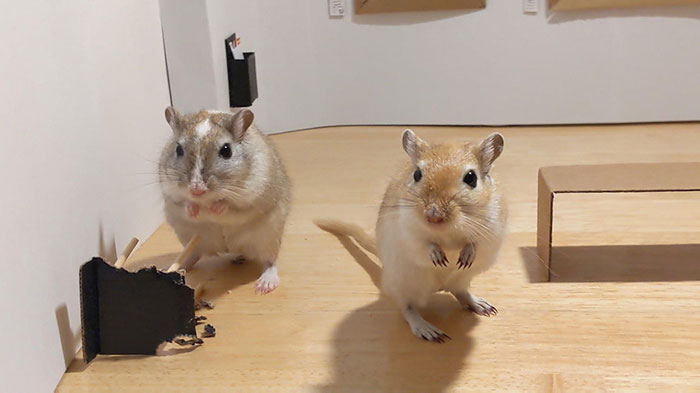 Quarantined Couple Creates A Miniature Art Gallery For Their Gerbils With Iconic Paintings