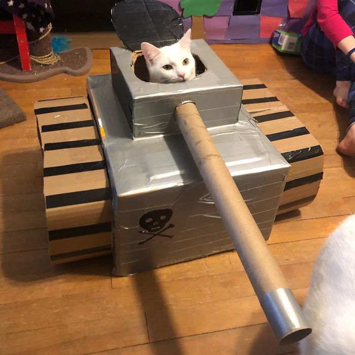 Quarantined-Owners-Build-Cardboard-Cat-Tanks