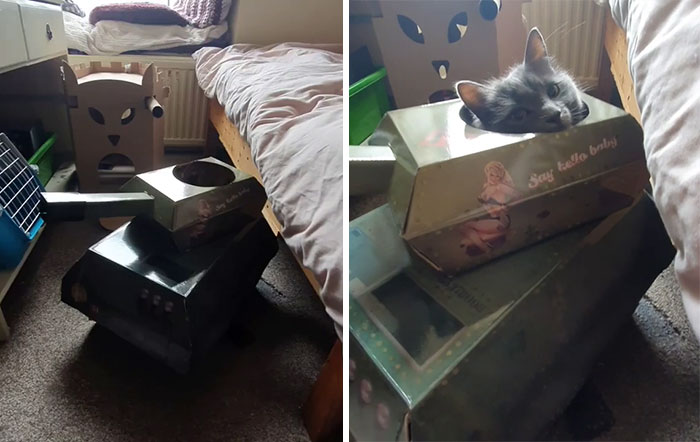 Quarantined-Owners-Build-Cardboard-Cat-Tanks