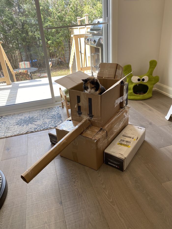 Quarantined-Owners-Build-Cardboard-Cat-Tanks