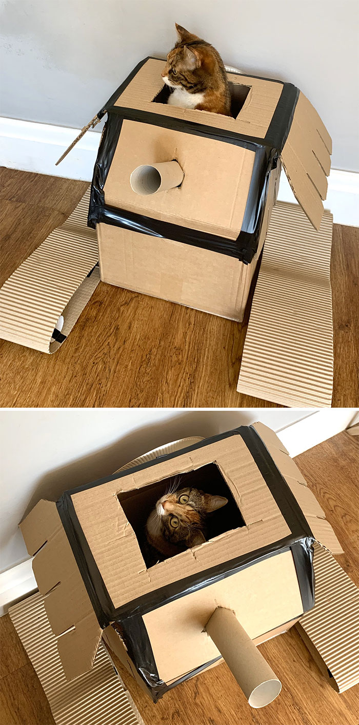 Quarantined-Owners-Build-Cardboard-Cat-Tanks