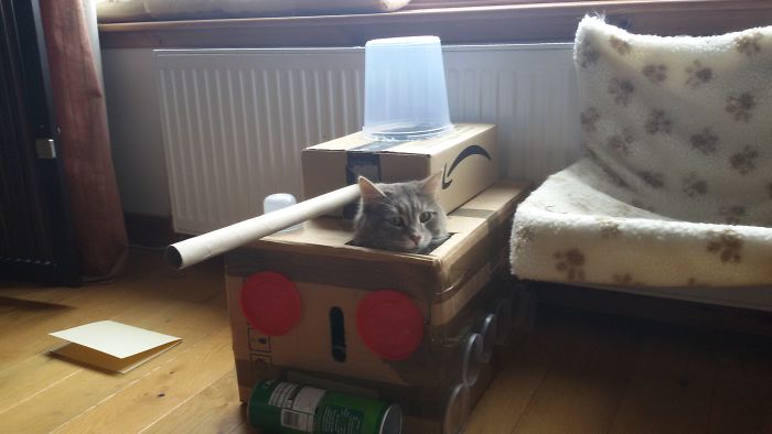 Quarantined-Owners-Build-Cardboard-Cat-Tanks