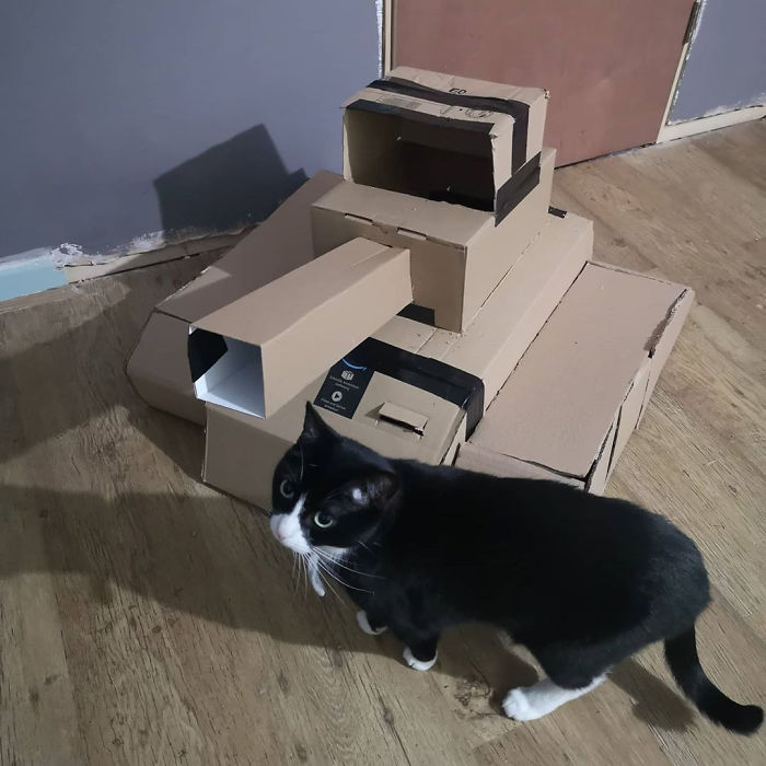 Quarantined-Owners-Build-Cardboard-Cat-Tanks