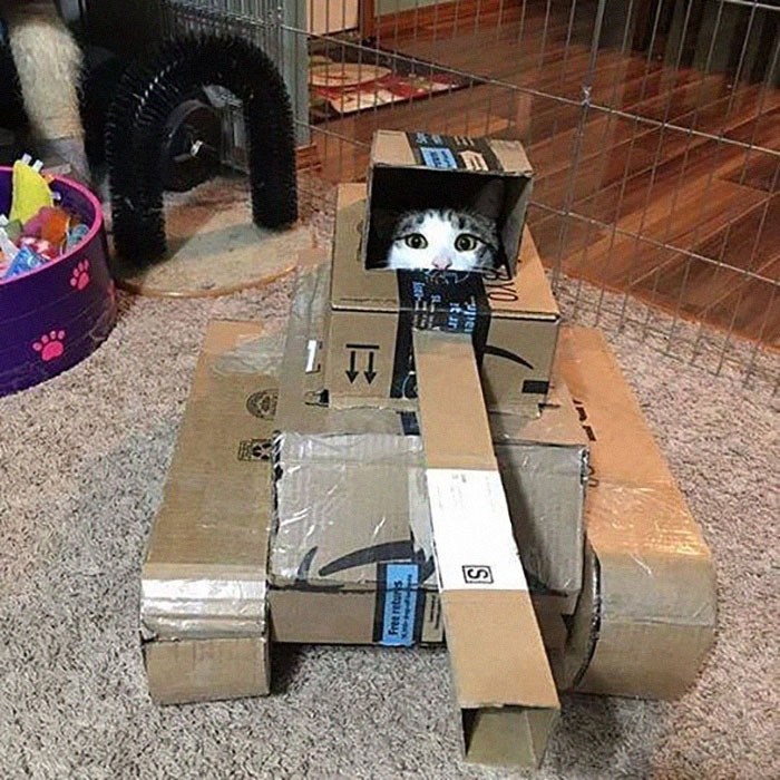 Quarantined-Owners-Build-Cardboard-Cat-Tanks