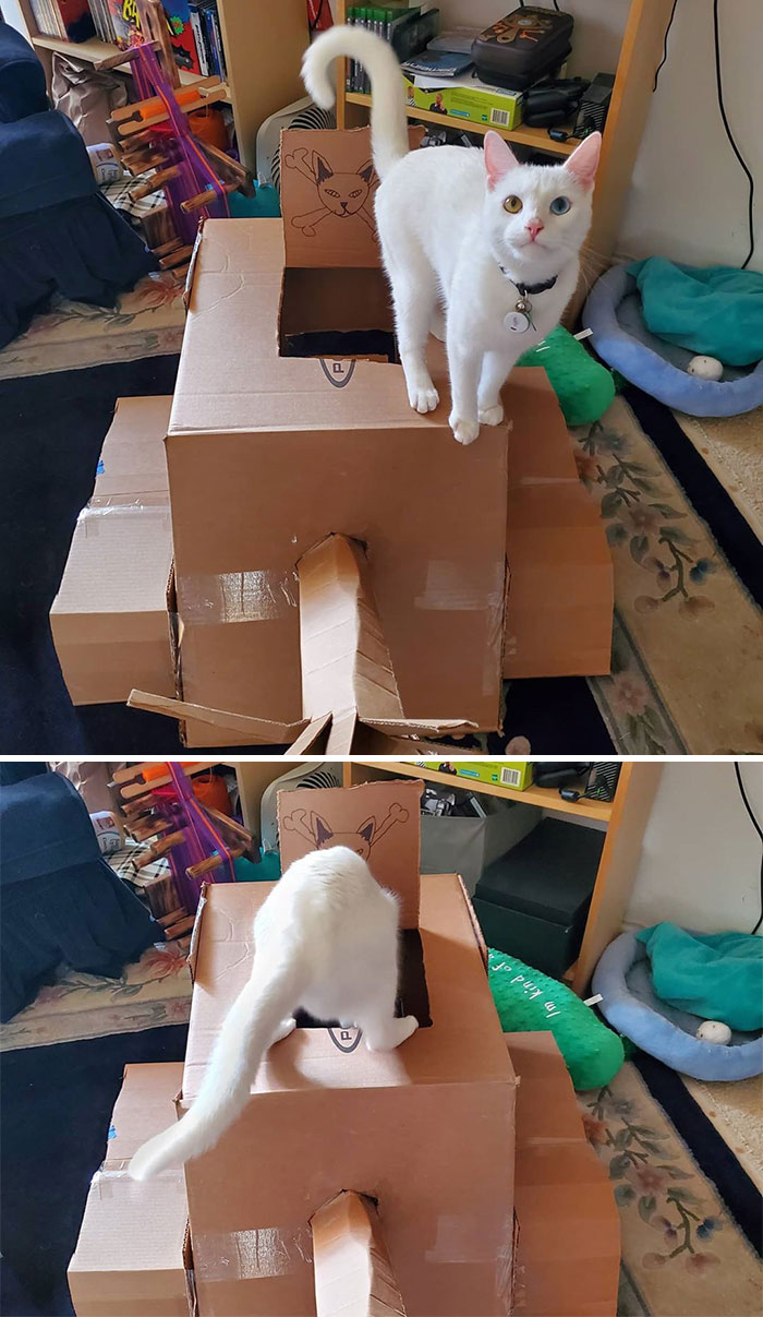 Quarantined-Owners-Build-Cardboard-Cat-Tanks