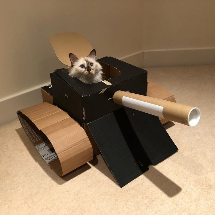 Quarantined-Owners-Build-Cardboard-Cat-Tanks