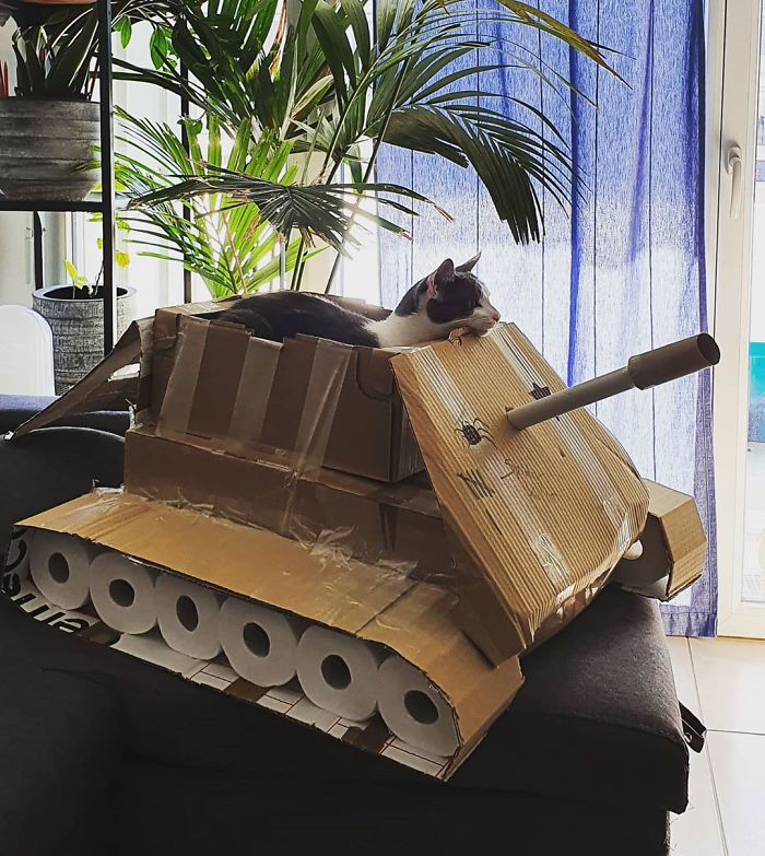 Quarantined-Owners-Build-Cardboard-Cat-Tanks