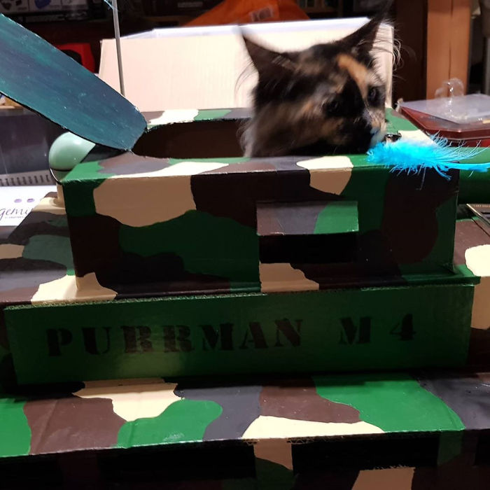 Quarantined-Owners-Build-Cardboard-Cat-Tanks