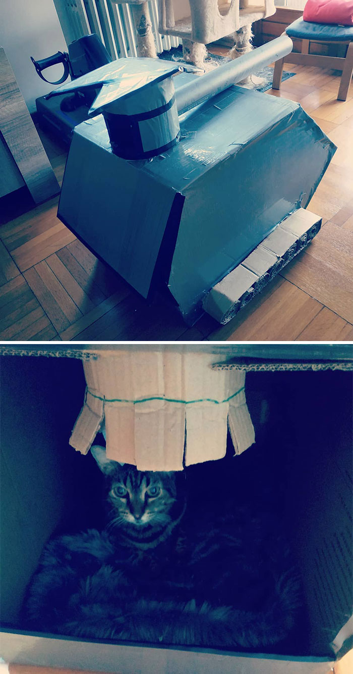 Quarantined-Owners-Build-Cardboard-Cat-Tanks
