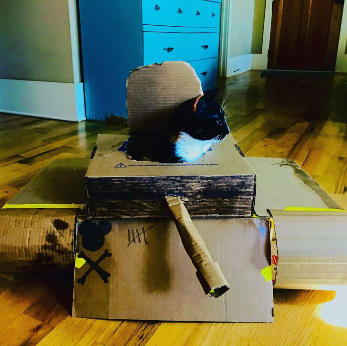 Quarantined-Owners-Build-Cardboard-Cat-Tanks