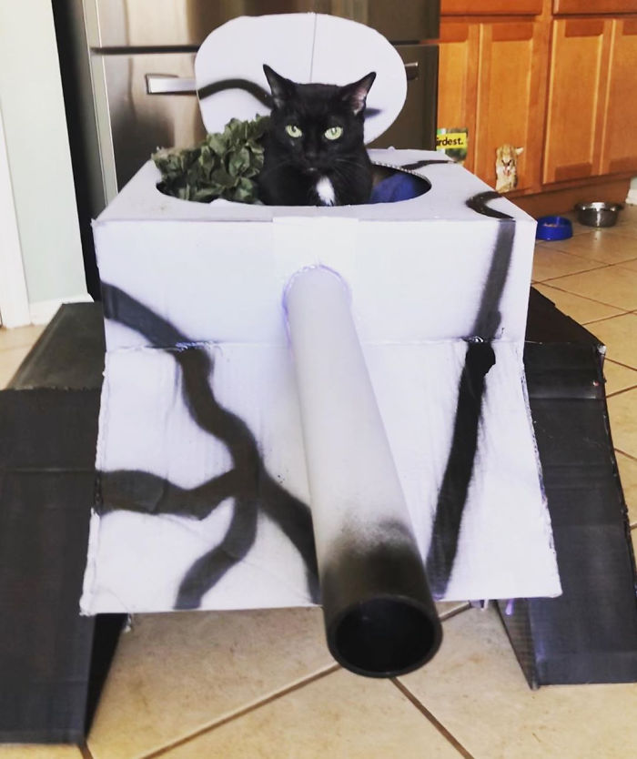 Quarantined-Owners-Build-Cardboard-Cat-Tanks