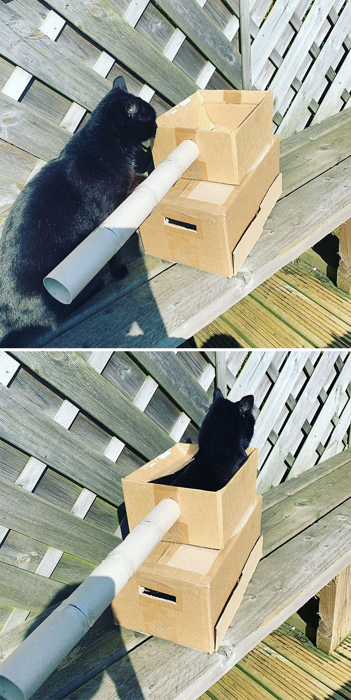 Quarantined-Owners-Build-Cardboard-Cat-Tanks