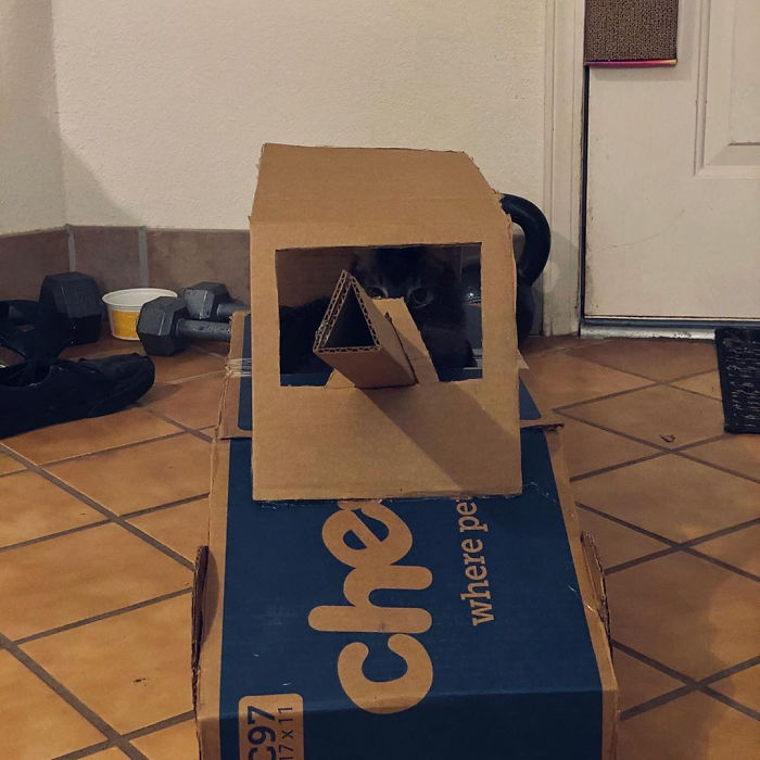 Quarantined-Owners-Build-Cardboard-Cat-Tanks