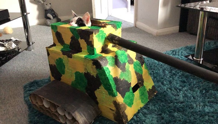 Quarantined-Owners-Build-Cardboard-Cat-Tanks