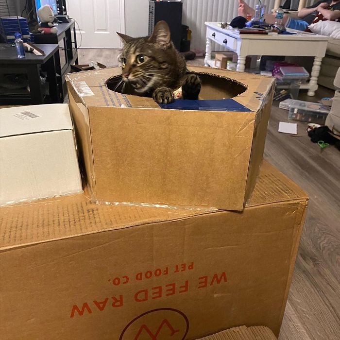 Quarantined-Owners-Build-Cardboard-Cat-Tanks