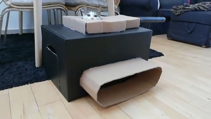 Quarantined-Owners-Build-Cardboard-Cat-Tanks
