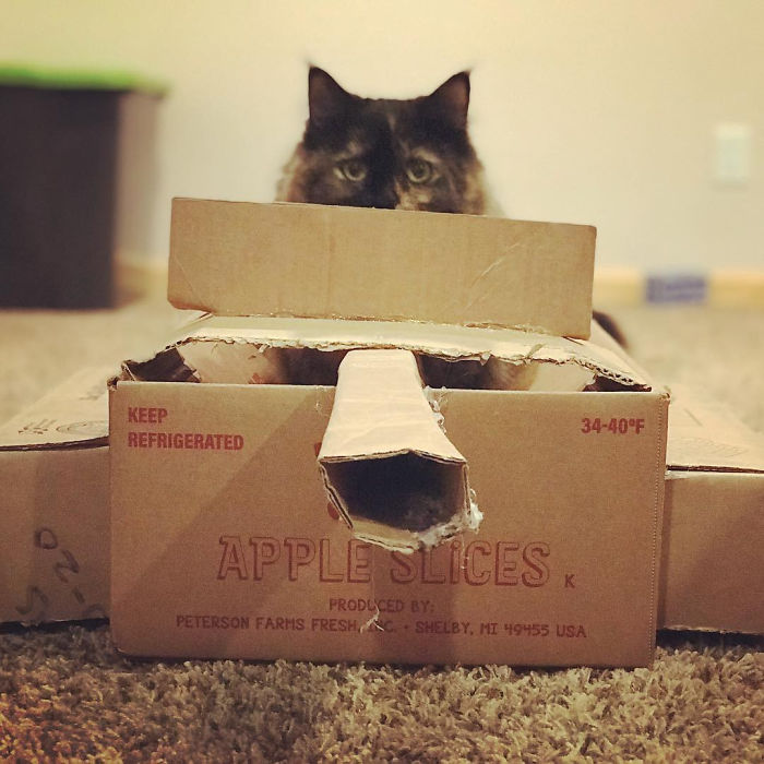 Quarantined-Owners-Build-Cardboard-Cat-Tanks