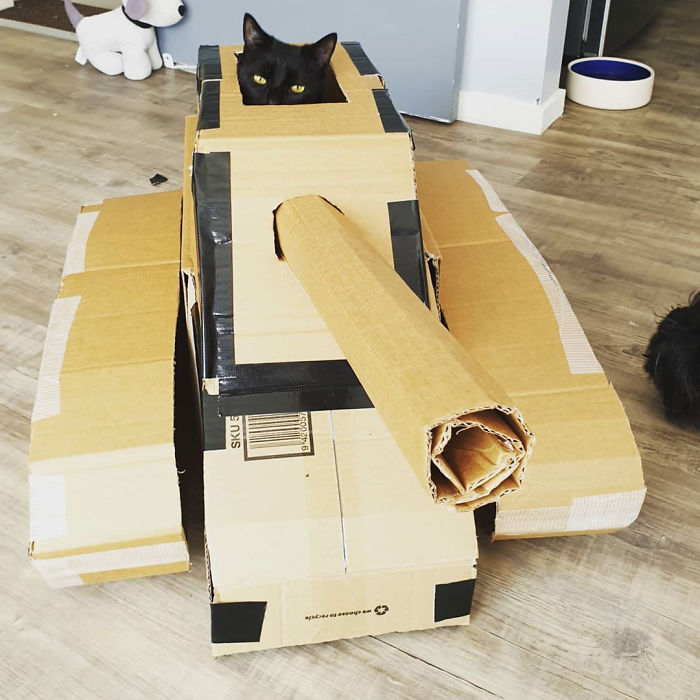 Quarantined-Owners-Build-Cardboard-Cat-Tanks