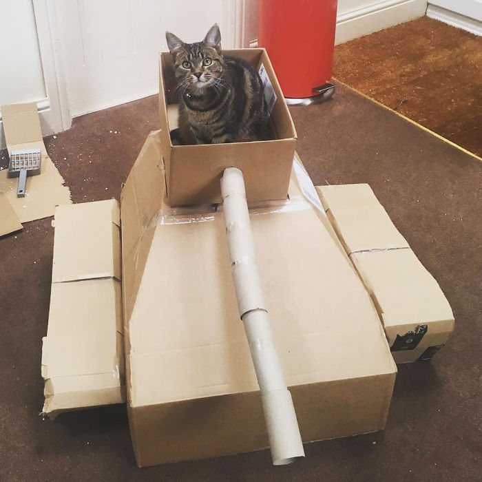 Quarantined-Owners-Build-Cardboard-Cat-Tanks