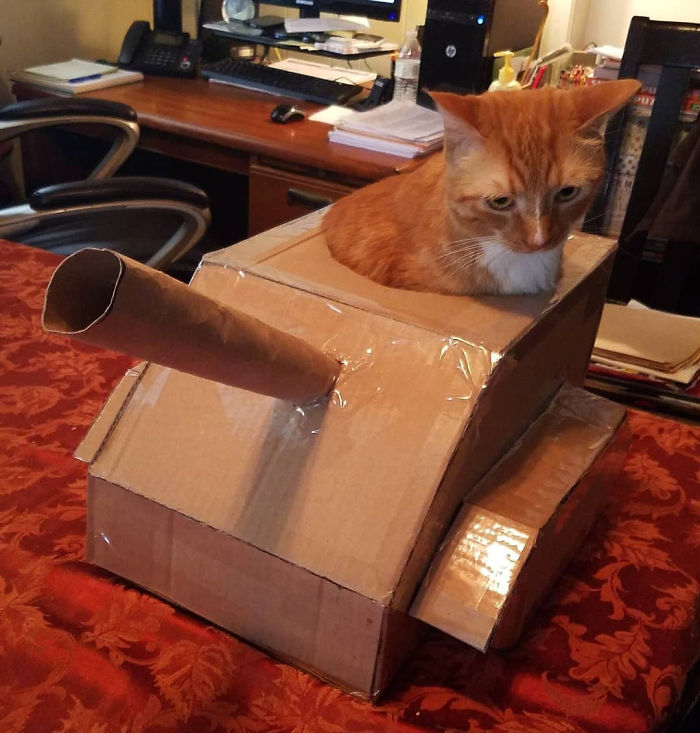 Quarantined-Owners-Build-Cardboard-Cat-Tanks
