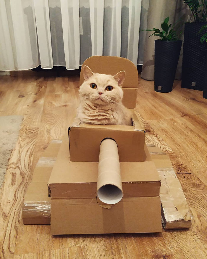 Quarantined-Owners-Build-Cardboard-Cat-Tanks
