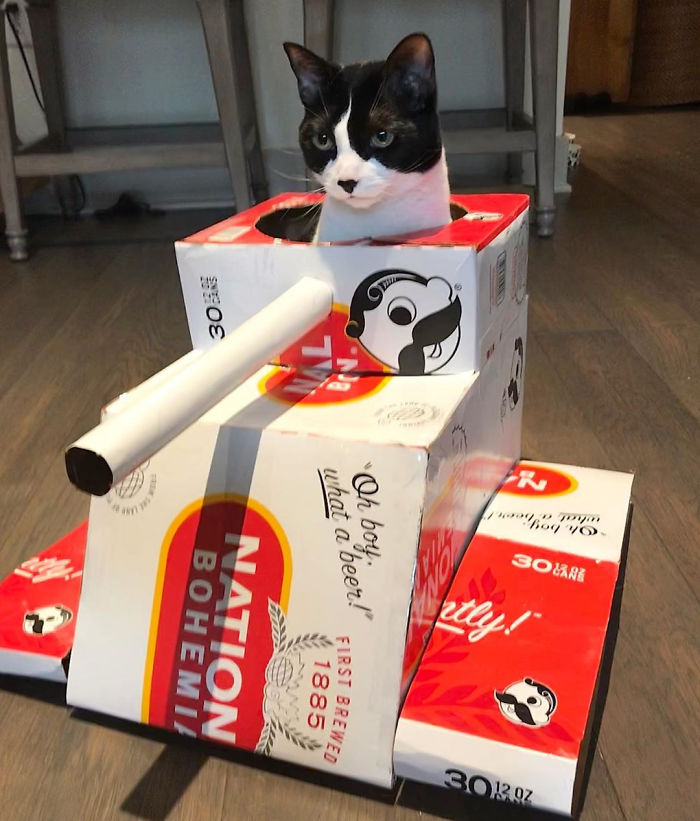 Quarantined-Owners-Build-Cardboard-Cat-Tanks