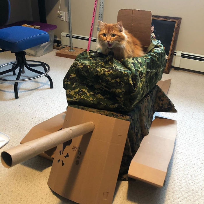 Quarantined-Owners-Build-Cardboard-Cat-Tanks