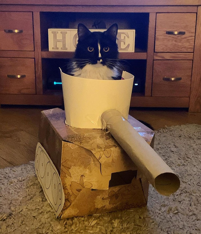 Quarantined-Owners-Build-Cardboard-Cat-Tanks