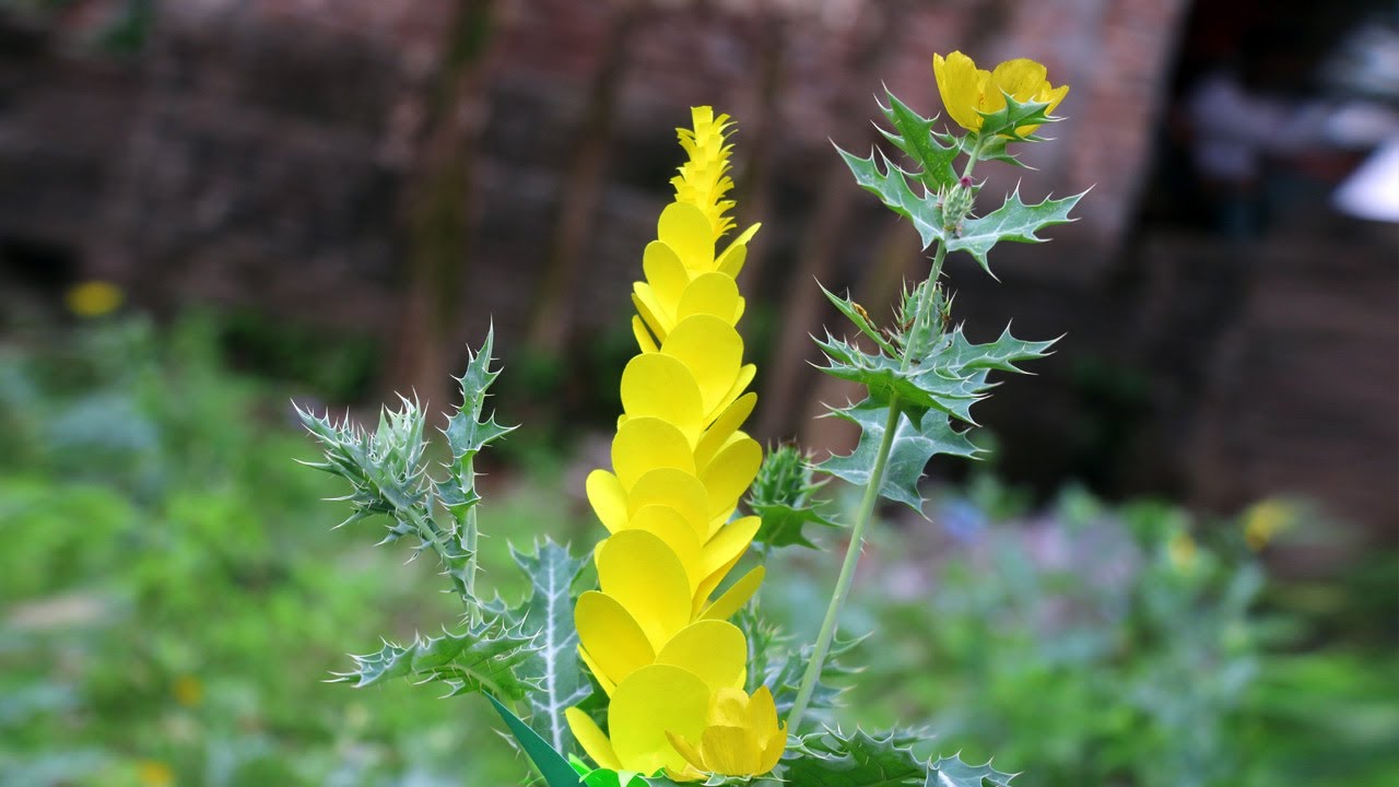Very Easy Realistic Paper Stick Flower Making | Realistic Simple Paper Flower