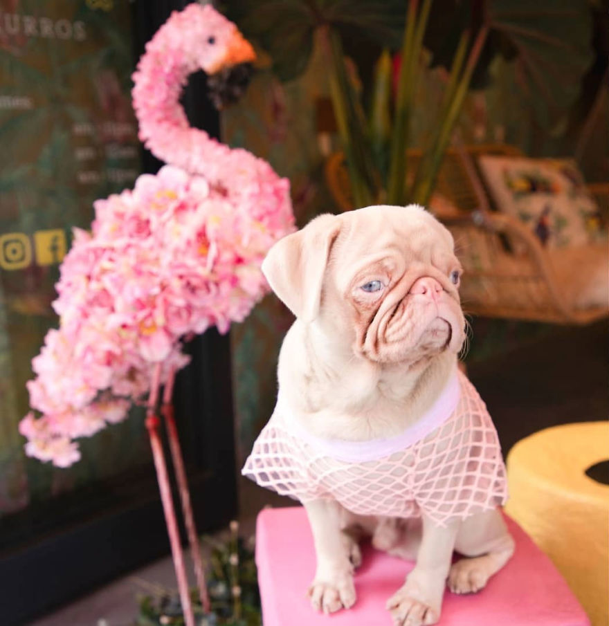 Meet Milkshake, The Albino Pug That Is Going Viral