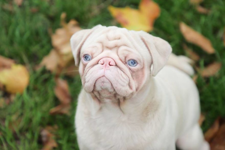 Meet Milkshake, The Albino Pug That Is Going Viral