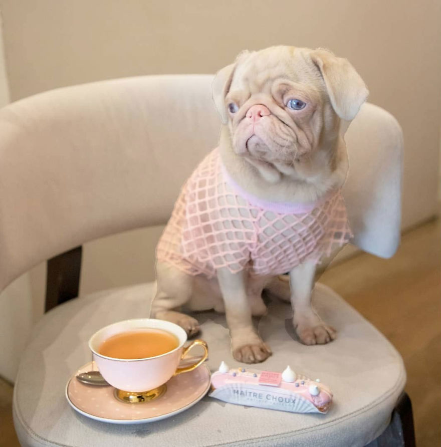 Meet Milkshake, The Albino Pug That Is Going Viral