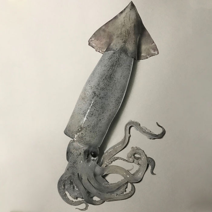 Japanese Artist Creates Incredibly Realistic Drawing Of A Squid That Looks Like A High-Resolution Photograph