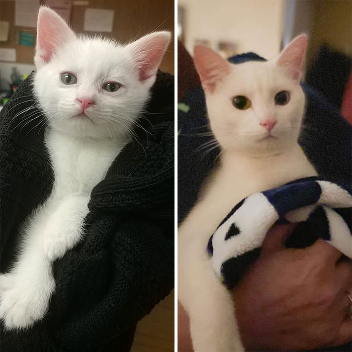 We Had Fun Recreating Our First Photo Of Gus On The Anniversary Of His Adoption. From Sickly Kitten To Rambunctious Cat