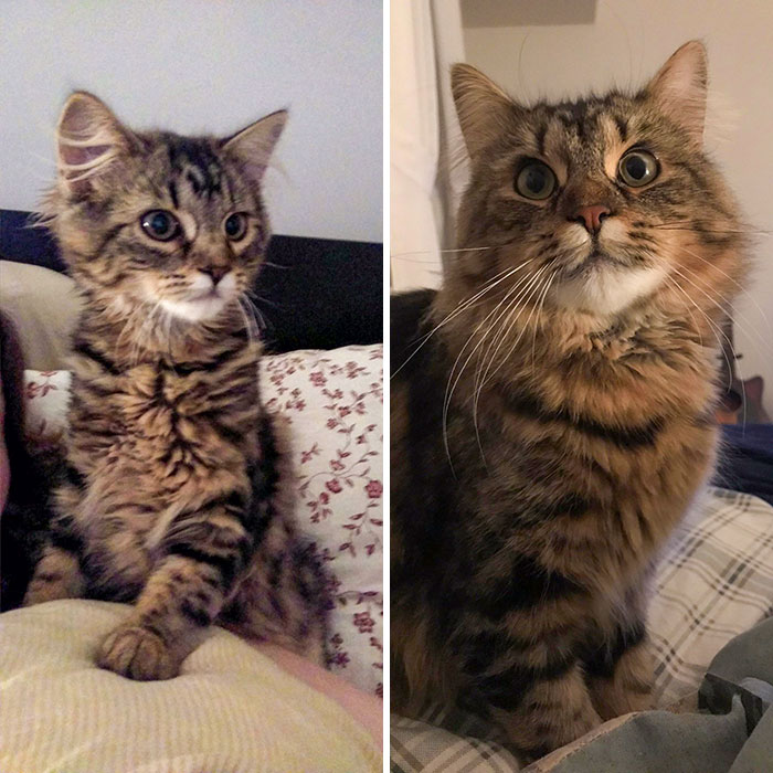 Rescued This Man From A Bad Situation Last Spring At Roughly 12 Weeks. He Would’ve Been Born In March. Unsure Of Exact Date, So It’s Beau’s Birthday Month