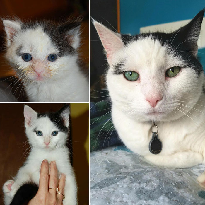 Possum Is 9 Years Old. Found Him With His Siblings Behind Our Chicken Coop In The Woods. Hand Raised And Living The Life Of Luxury