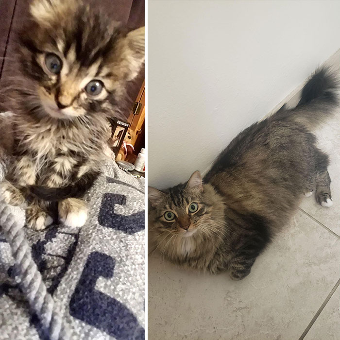 This Is Daryl. He Was Found In A Pick Your Part Yard By Himself. He Was Very Malnourished & Dehydrated. The Vet Didn't Think He Would Make It, But I Didn't Give Up