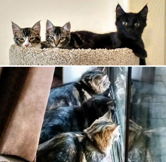 The Three Rescue Siblings Still Love To Hang Out With Each Other