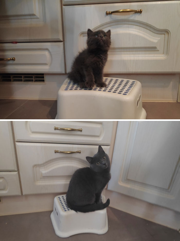 Just Rescued To A Few Months Old