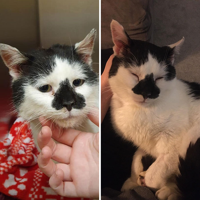 Moo Was Found On The Street With A Heart Murmur, Barely Any Teeth, And Fiv. He's Now Living Out His Twilight Years As A Lap Cat
