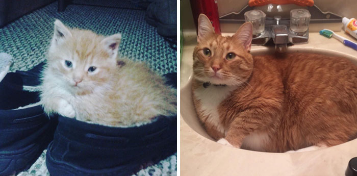 Oscar The Rescue Kitty