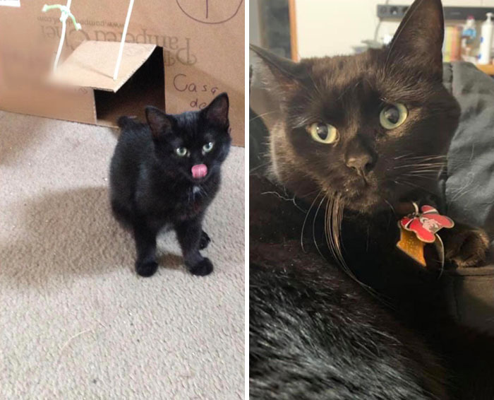 My Aria Was Rescued As A Stray. At The Time She Was So Tiny She Could Squeeze Under Closed Doors. Three Years Later She’s A Sleek Ten Pounder