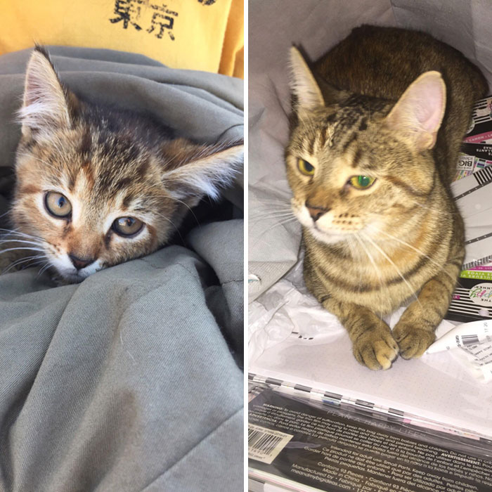 One Year Ago Yesterday I Rescued Cocoa From A Car Engine At Work. Here’s Right After Rescue And About A Week Ago