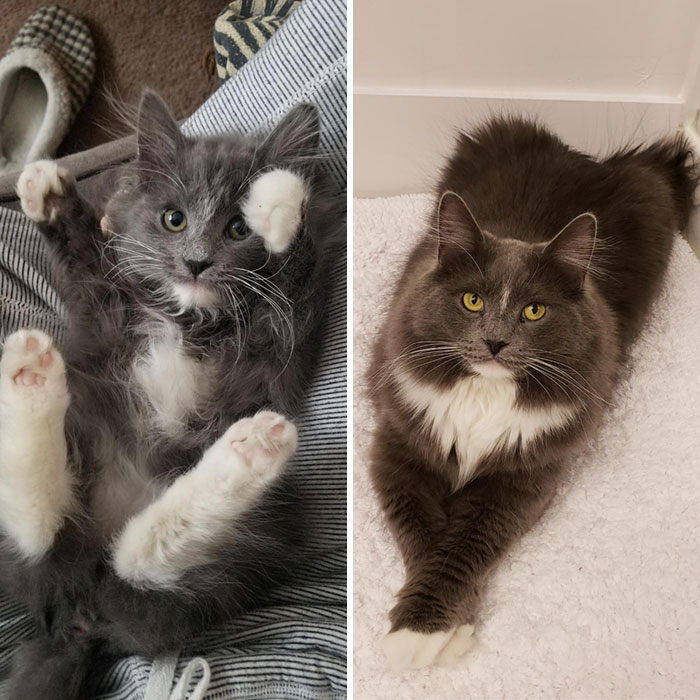 Charlie. Feral Colony Rescue, Born August 2016. Now He's A Big Cat