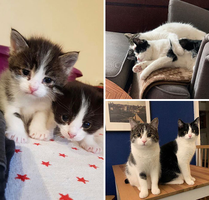 From Scared And Sick Little Rescues To Cuddly Healthy Cats. I Love These Two So Much