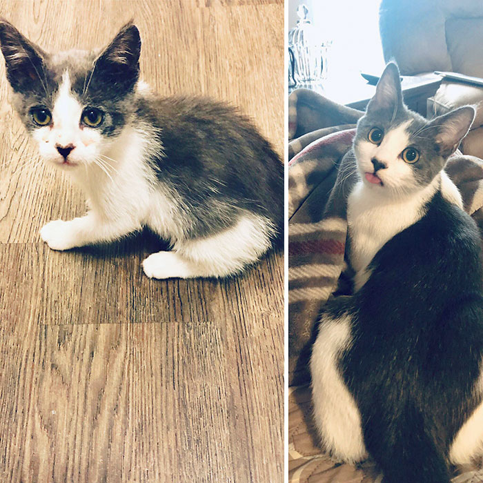 I Was "Only Going To Foster Him". Meet My Foster Fail Named Oliver