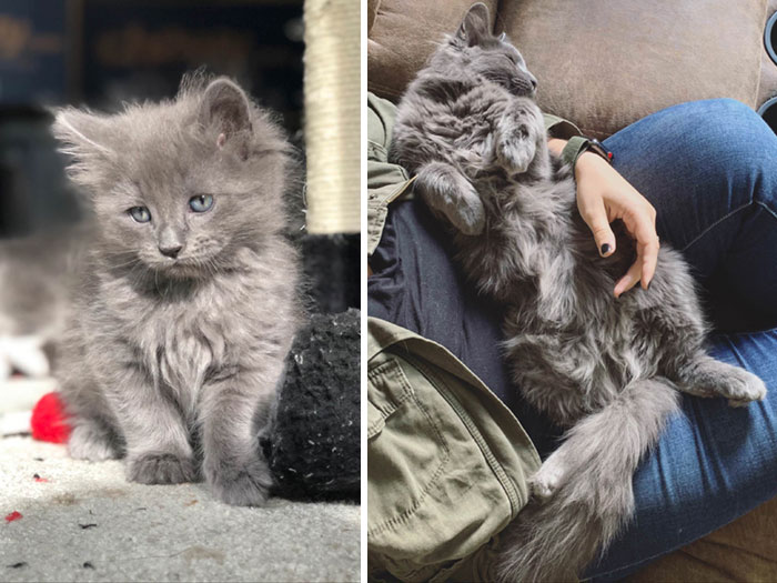 1 Month To 6 Months. Forever A Floof. This Sweet Boy Have Been In Our Care Since They Were Born In My Laundry Hamper