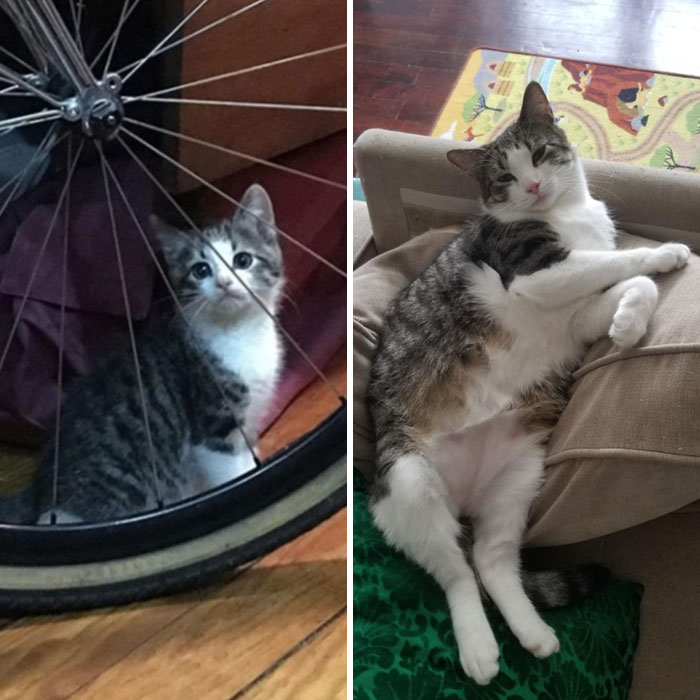 From Dirty Little Kitten I Found Crying In An Alley Behind My Apartment, To A Fat-Bellied Ham That Doesn't Let Me Go To The Bathroom Alone