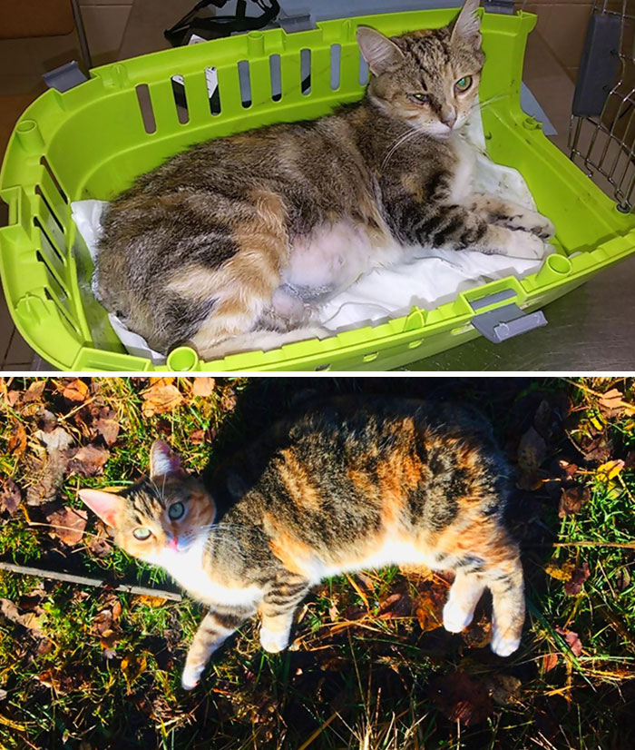 This Is Masha. Someone Tore Off Her Tail Twice And Then We Found Her. In Addition, She Was Pregnant. Now She Is Healthy And Loved