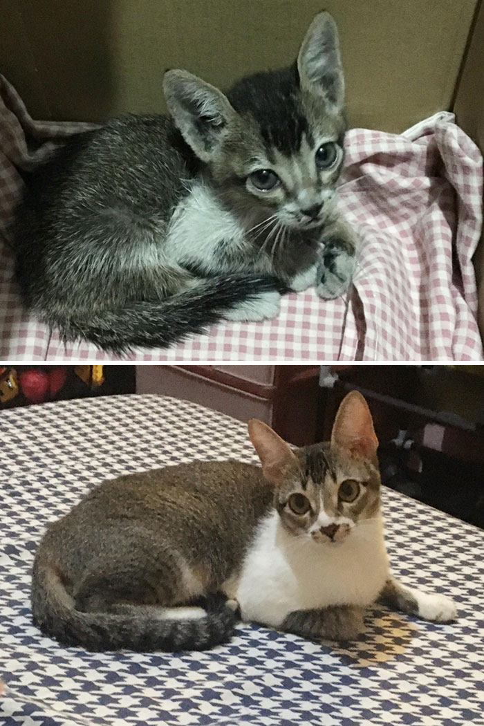 1 Year Apart! Dimsum Was A Stray Before She "Adopted" My Girlfriend. We Decided To Keep Her
